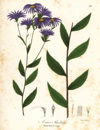 Aster áspero bajo o aster de madera áspera, Eurybia radula (Rasp-leaved aster, Aster radula) de Endicott Endicott