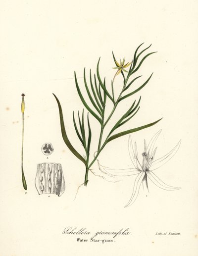 Plátano de barro o jacinto de agua, Heteranthera dubia (Hierba de agua, Schollera graminifolia) de Endicott Endicott