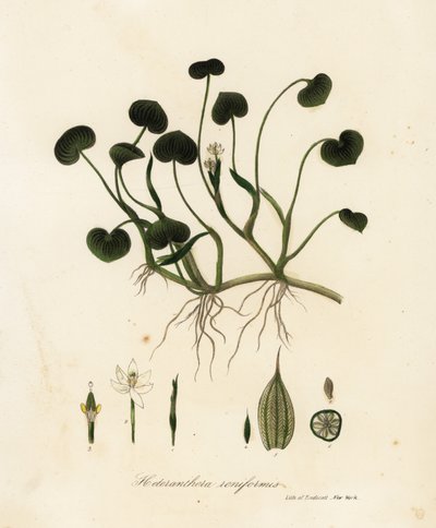 Plátano de barro o jacinto de agua, Heteranthera reniformis de Endicott Endicott