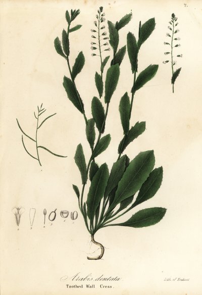 Murbeckiella pinnatifida (berro de pared dentado, Arabis dentata) de Endicott Endicott