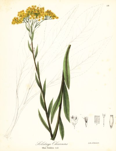 Vara de oro de Ohio, Solidago ohioensis de Endicott Endicott
