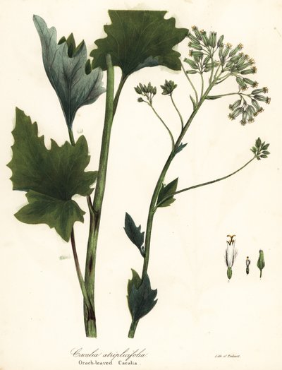 Plátano indio pálido, Arnoglossum atriplicifolium (Cacalia atriplicifolia) de Endicott Endicott