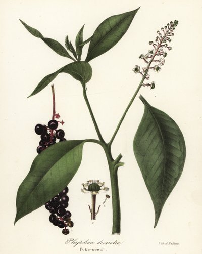 Phytolacca americana (Phytolaca decandra) de Endicott Endicott