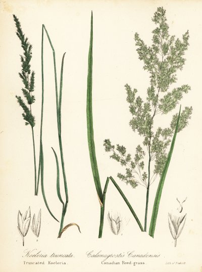 Sphenopholis obtusata y Calamagrostis canadensis de Endicott Endicott