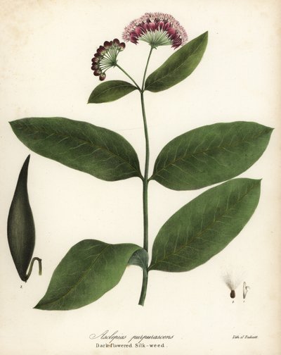 Asclepias purpurascens, el algodoncillo de flor oscura de Endicott Endicott