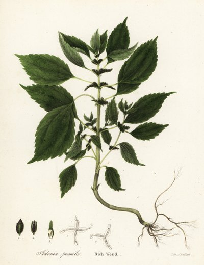 Hierba rica, Adenia pumila (¿Collinsonia canadensis?) de Endicott Endicott
