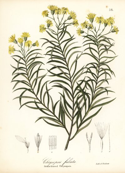 Pityopsis falcata (Chrysopsis falcata) de Endicott Endicott