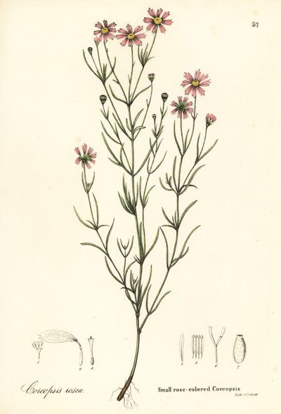Coreopsis pequeña de color rosa, Coreopsis rosea de Endicott Endicott