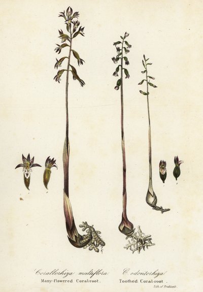 Corallorhiza maculata y Corallorhiza odontorhiza (Corallorhiza multiflora y Corallorhiza dentada) de Endicott Endicott