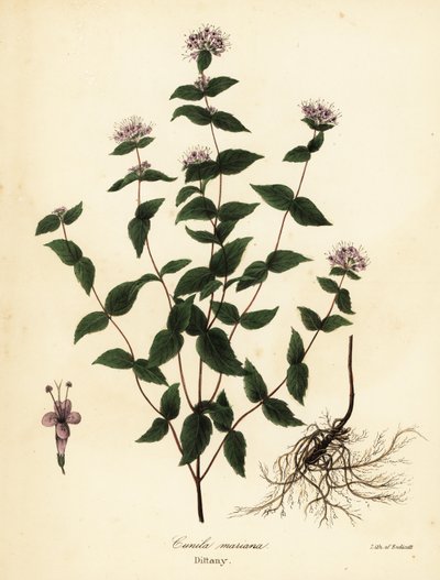 Menta de piedra, menta de escarcha, cunila y cunila americana, Cunila origanoides (Cunila mariana) de Endicott Endicott