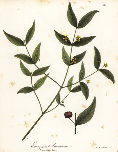 Madroño, Euonymus americanus de Endicott Endicott