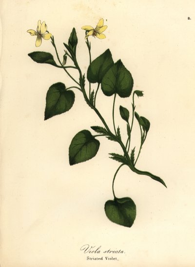 Violeta crema rayada, violeta cremosa o violeta estriada, Viola striata de Endicott Endicott