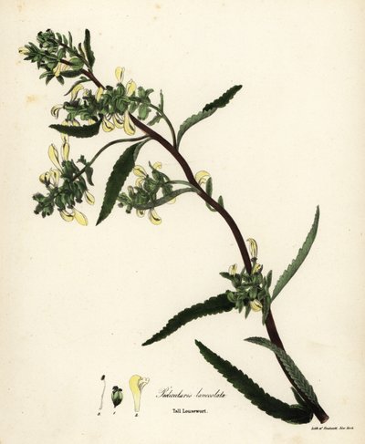 Hierba piojo alta o hierba piojo de pantano, Pedicularis lanceolata de Endicott Endicott