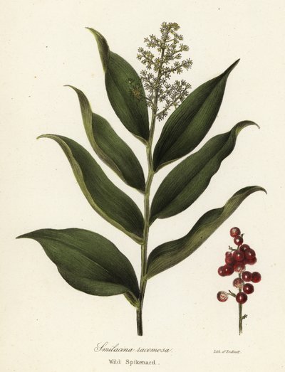 Treacleberry, Maianthemum racemosum (Nardo silvestre, Smilacina racemosa) de Endicott Endicott