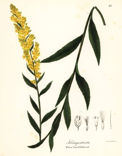 Vara de oro, vara de oro de hoja de sauce o vara de oro de hoja de sauce, Solidago stricta de Endicott Endicott