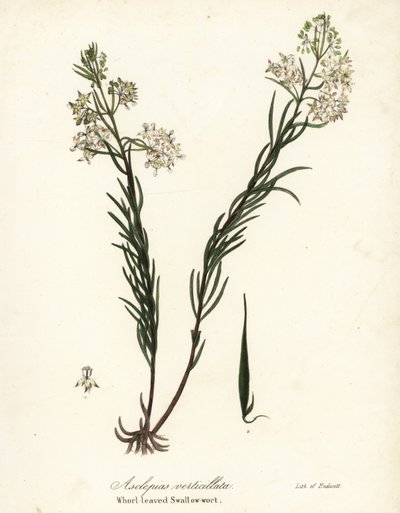 El algodoncillo, el algodoncillo oriental, el algodoncillo de cola de caballo o la hierba de golondrina de hoja blanca, Asclepias verticillata de Endicott Endicott