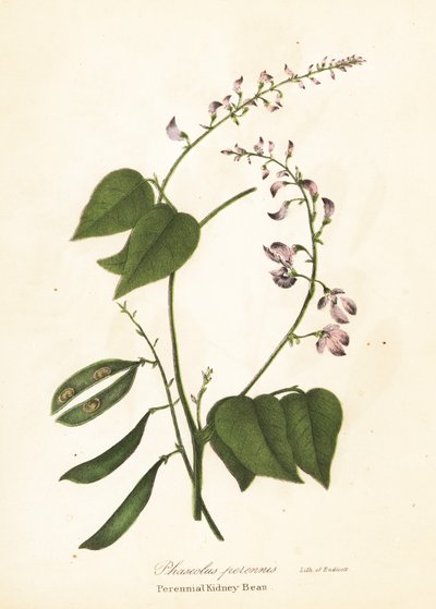 Frijol silvestre, Phaseolus polystachios (Frijol perenne, Phaseolus perennis) de Endicott Endicott