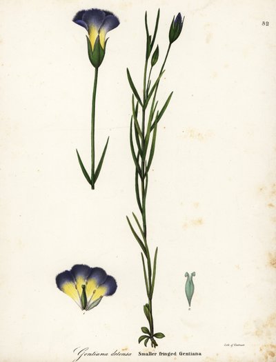 Gentianopsis detonsa (Gentianopsis detonsa) de Endicott Endicott
