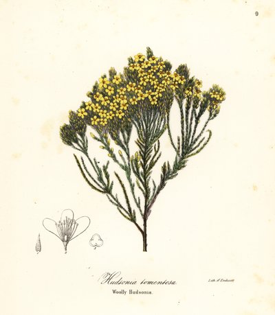 Brezo de playa lanudo, brezo de playa, brezo de arena o hudsonia lanuda, Hudsonia tomentosa de Endicott Endicott