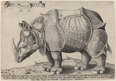 Rinoceronte de Enea Vico after Albrecht Dürer