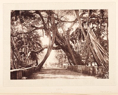 Un árbol de Banyan, Java de English Photographer