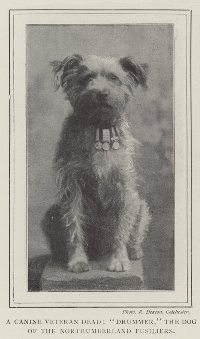 Un Veterano Canino Muerto, Drummer, el Perro de los Fusileros de Northumberland de English Photographer