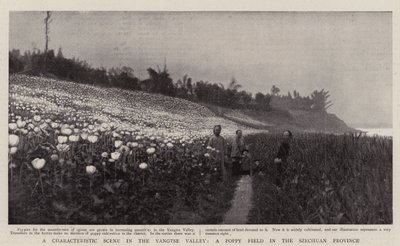 Una escena característica en el valle del Yangtsé, un campo de amapolas en la provincia de Szechuan de English Photographer