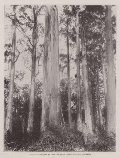 Un Árbol Karri Gigante en el Bosque de Denmark Hills, Australia Occidental de English Photographer