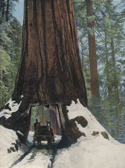 Un Árbol Gigante de English Photographer