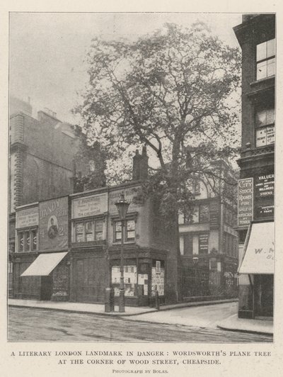 Un hito literario de Londres en peligro, el plátano de Wordsworth en la esquina de Wood Street, Cheapside de English Photographer