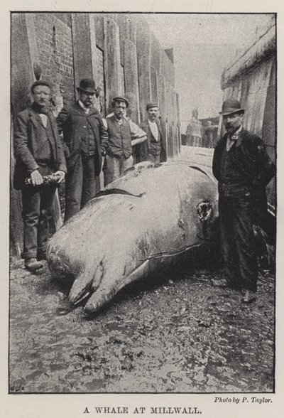 Una Ballena en Millwall de English Photographer