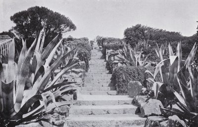 Un rincón en los jardines de Tresco de English Photographer