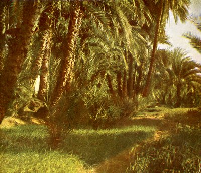 Un palmeral en la isla Elefantina, Egipto de English Photographer