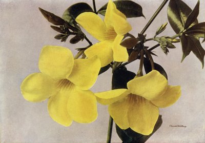 Allamanda Schottii Hendersonii (foto en color) de English Photographer
