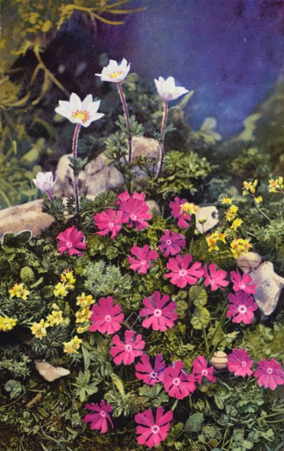 Flores alpinas: Draba Aizoides con Primula Minima (centro) y Anemone Baldensis (detrás) (foto en color) de English Photographer