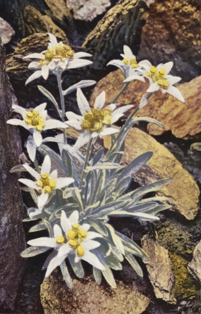 Flores alpinas: Edelweiss, Leontopodium Alpinum (foto en color) de English Photographer