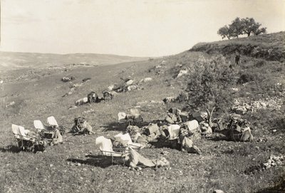 Camellos ambulancia, c.1916-19 (foto en blanco y negro) de English Photographer