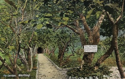 Antiguos jardines de higueras en Tarring, Worthing, Sussex, que afirman tener la higuera más antigua de Inglaterra, plantada por Thomas Becket de English Photographer
