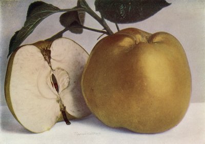 Apple, Lord Derby (foto en color) de English Photographer