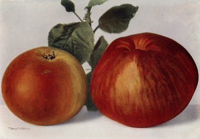 Manzanas, Cox