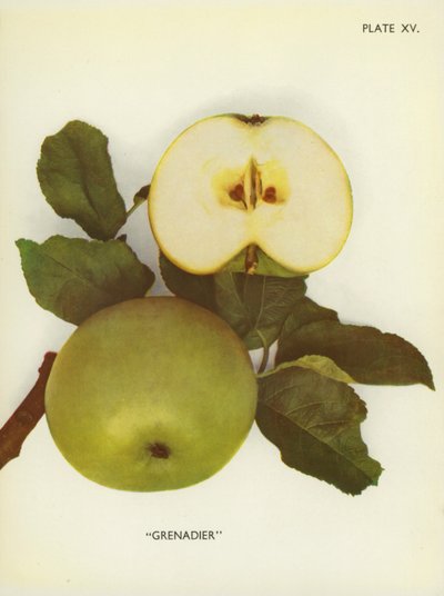 Manzanas de Inglaterra: Grenadier (foto en color) de English Photographer