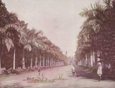 Avenida de Palmas, Jardines Botánicos, Calcuta de English Photographer