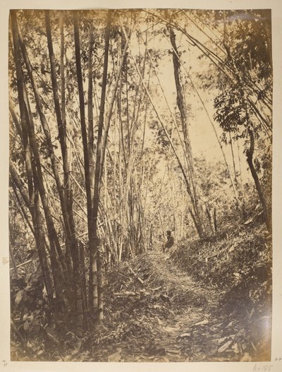 Bosque de bambú en el Teesta.  Vistas de Darjeeling. 1870 de English Photographer