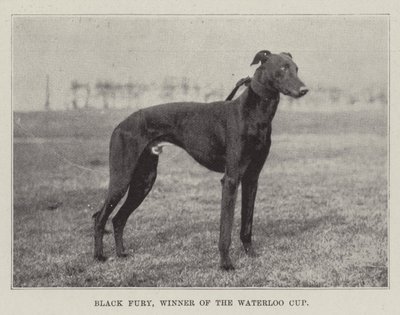 Black Fury, ganador de la Copa Waterloo de English Photographer