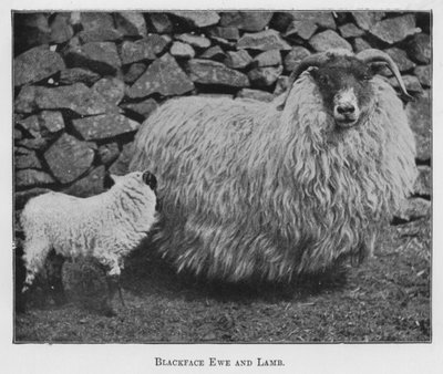Oveja Blackface y cordero de English Photographer