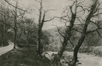 Bosques de Bolton de English Photographer