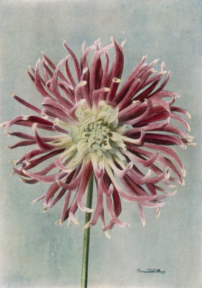Cactus Dahlia, Sra. Randle (foto en color) de English Photographer