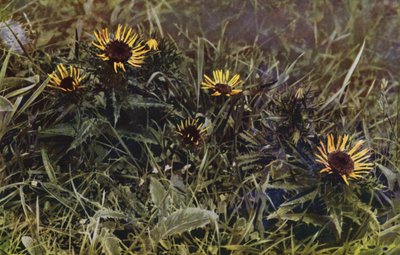 Carline Thistles (foto) de English Photographer