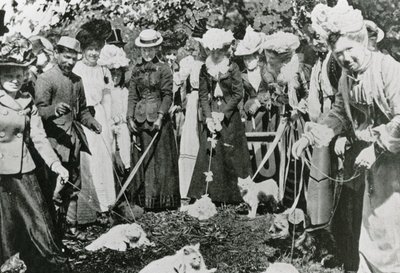 Exposición de gatos en los Jardines Botánicos Reales, Westminster, en 1900 de English Photographer