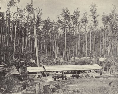 Serrería Childers, Gippsland de English Photographer